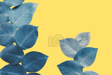 Foto de Raphidophora, planta de culebrilla en color azul sobre fondo amarillo - Imagen libre de derechos