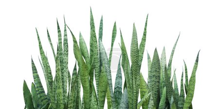Téléchargez les photos : Ceylan Bowstring chanvre plantes serpent, Sansevieria zeylanica isolé sur fond blanc avec chemin de coupe - en image libre de droit