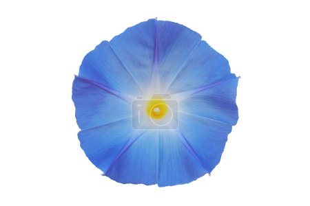 Flor azul floreciente de la planta de la gloria de la mañana aislada sobre fondo blanco con camino de recorte