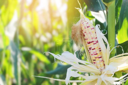 Photo for Corn Stalks of Glutinous Corn or Waxy Corn in Organic Corn Plantation - Royalty Free Image