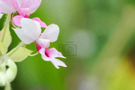 Blooming White Pink Calanthe Orchid Flowers on Blurred Greenery Background
