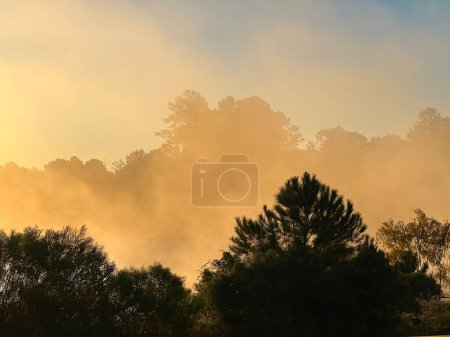 Photo for Ethereal morning mist between stands of pine trees as dawn dissipates the night - Royalty Free Image