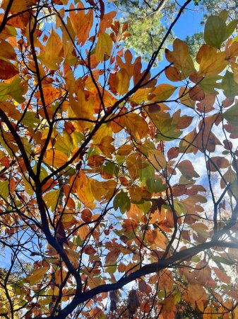Photo for Autumn sassafras leaves, fall season flora - Royalty Free Image