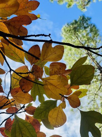 Foto de Hojas de sassafras de otoño, flora de temporada de otoño - Imagen libre de derechos