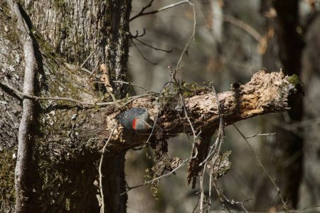 Red bellied woodpecker perched on a bare tree limb in Alabama, US, in early springtime