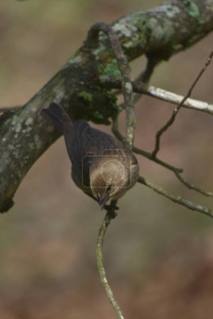 Nordamerikanischer Braunkopfkuhvogel hockt im Frühling auf einem Ast