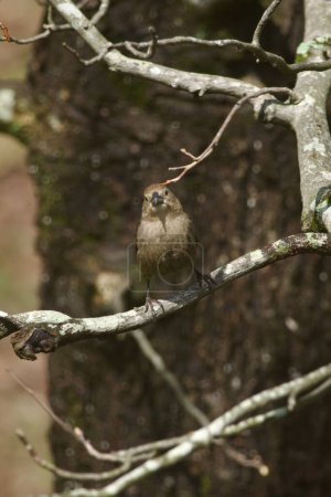 Cowbird de cabeza marrón de América del Norte encaramado en una rama de árbol en primavera