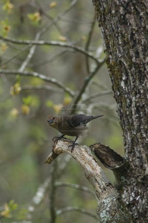 North American Brown-headed Cowbird perched on a tree branch in springtime