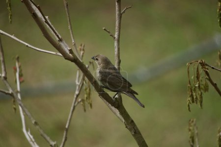 Cowbird de cabeza marrón de América del Norte encaramado en una rama de árbol en primavera