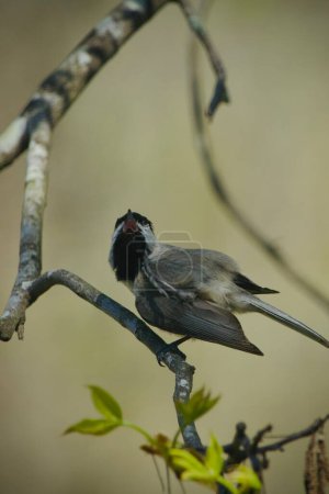 Foto de Chickadee norteamericano de gorra negra posado en una rama de árbol, preparando sus plumas, en la primavera - Imagen libre de derechos