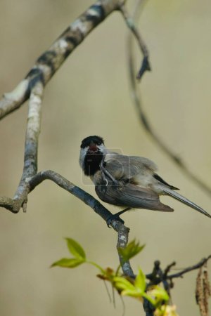 North American Black-capped Chickadee perched on a tree branch, preening its feathers, in the springtime