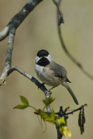 North American Black-capped Chickadee perched on a tree branch, preening its feathers, in the springtime