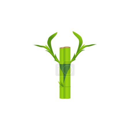 art and illustration of lucky bamboo