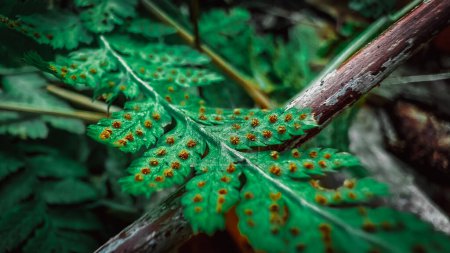 Huevos de libélula sobre hojas de helecho verde. La libélula se encuentra más a menudo cerca del agua y por lo general se queda a pocos kilómetros de donde nació su huevo..