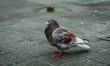 Pigeon on a ground or pavement in a city. Pigeon standing. Dove or pigeon on blurry background. Pigeon concept photo