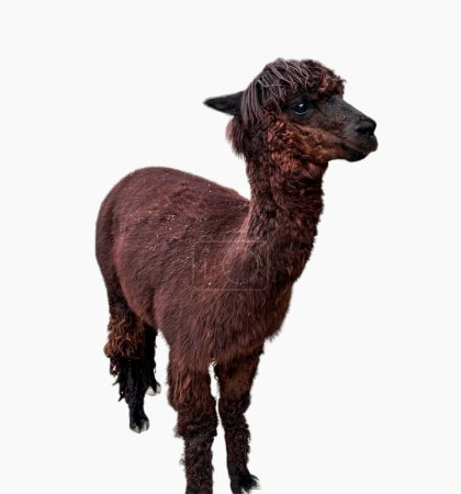 Brown young alpaca isolated on white background. Lama pacos. Alpaca, wild animals clip art
