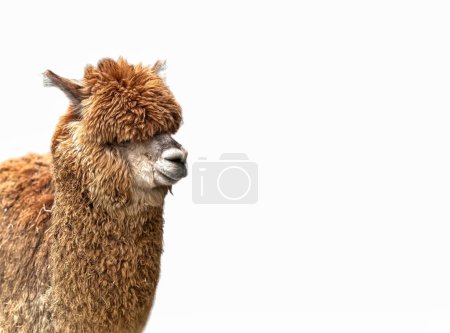 Brown young alpaca isolated on white background. Lama pacos. Alpaca, wild animals clip art