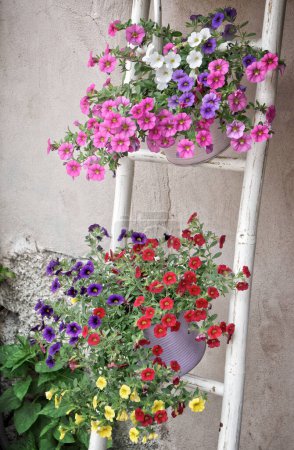 Téléchargez les photos : Fleurs colorées en pot plante suspendue échelle en bois - en image libre de droit
