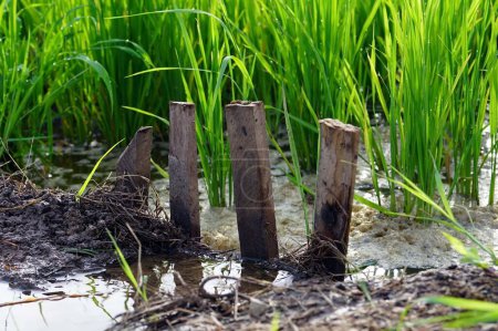 Foto de Una madera de cuatro para bloquear el control del agua para una plántula de arroz en el arrozal. - Imagen libre de derechos