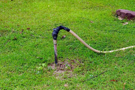 Téléchargez les photos : Un tuyau d'arrosage se connecte au robinet avec du caoutchouc noir serré dans le jardin. - en image libre de droit
