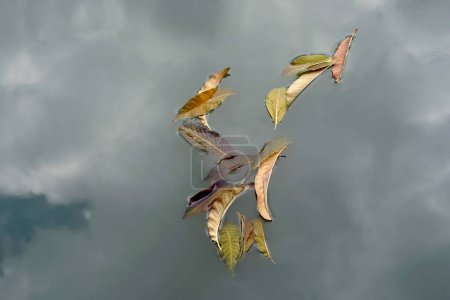 Téléchargez les photos : Feuilles d'automne flottant dans l'eau avec un ciel réfléchissent ont un nuageux. - en image libre de droit