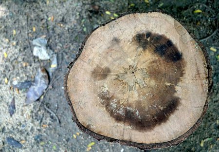 Téléchargez les photos : Gros plan d'une souche d'arbre avec des anneaux annuels dans la forêt. - en image libre de droit
