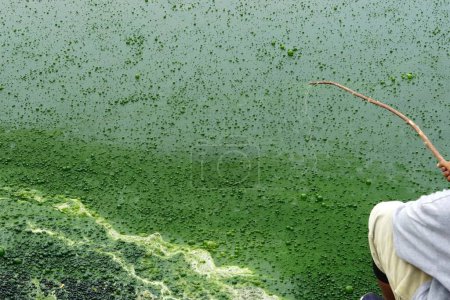 Téléchargez les photos : Un enfant pêchant dans l'eau a une algue verte dans l'étang, fond de nature. - en image libre de droit