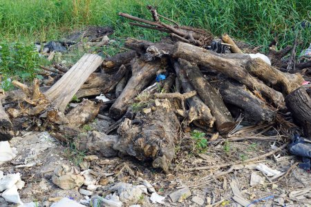 Téléchargez les photos : Beaucoup de tas de bois laissés dans le tas d'ordures sur le sol, concepts environnementaux. - en image libre de droit