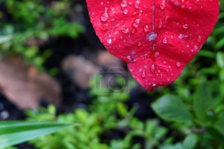 Téléchargez les photos : Gros plan d'une feuille rouge avec des gouttes d'eau dans le jardin. - en image libre de droit