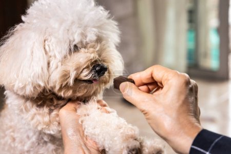 Foto de Primer plano en la mano alimentación perro mascota con masticable para proteger y tratar de la enfermedad del gusano del corazón en el hogar - Imagen libre de derechos
