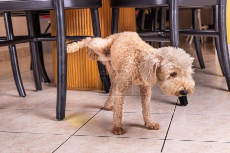 Foto de Travieso macho caniche mascota perro pis orinar dentro de casa en muebles para marcar territorio. - Imagen libre de derechos
