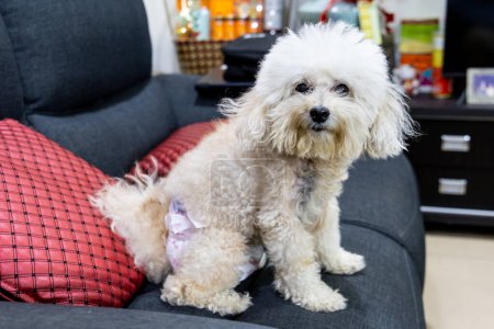 Pet dog with incontinent health issue wearing diaper resting on home sofa. Prevent from wetting sofa.