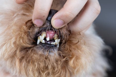 Haustier mit Karies und fallenden Vorderzähnen, Folge schlechter Mundpflege mit Biofilm-Bildung