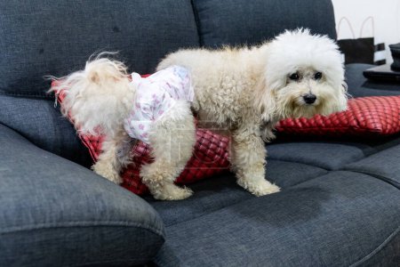 Hund mit inkontinenter Gesundheit trägt Windel, die auf dem heimischen Sofa ruht. Verhindern, das Sofa zu benetzen.