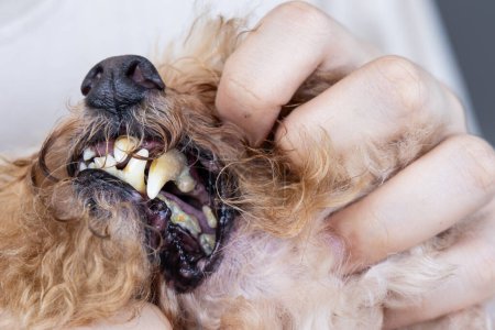 Téléchargez les photos : Mauvais soins buccodentaires résultant biofilm nocif formé sur les dents de chien de compagnie et est nocif pour la santé - en image libre de droit