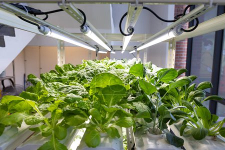 Nahaufnahme des hydroponischen Gemüseanbaus im Innenbereich mit LED-Beleuchtung in kontrollierter Umgebung ohne Pestizide
