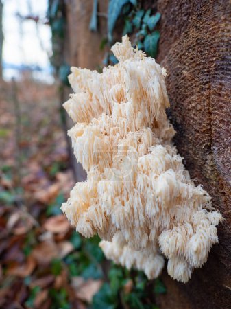 Very rare fungus Hericium, Stachelbart, growing on dead wood in a Bavarian forest.