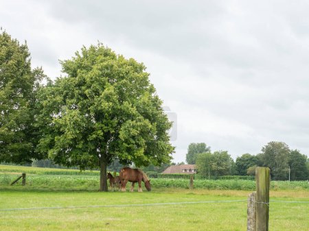 Pferde grasen auf einem Feld unter einem schönen Baum in einem Vorort in der Nähe von Brüssel, Belgien.