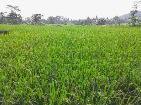 The background is a view of rice fields that are already bearing bright green fruit, in a few weeks the plants will be ready to be harvested