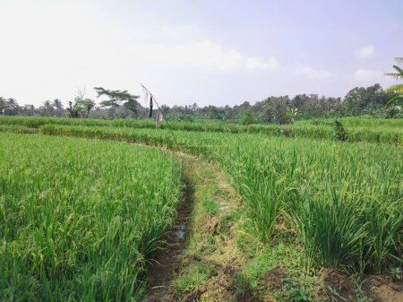 El fondo es una vista de los campos de arroz que ya están dando frutos verdes brillantes, en pocas semanas las plantas estarán listas para ser cosechadas
