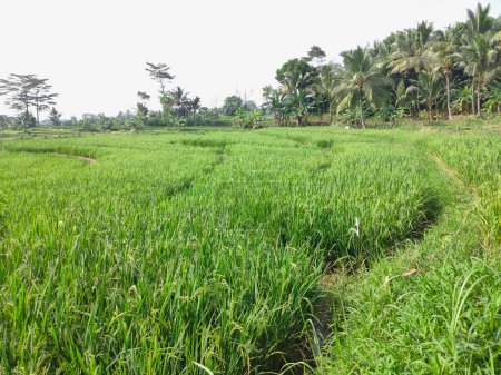 The background is a view of rice fields that are already bearing bright green fruit, in a few weeks the plants will be ready to be harvested