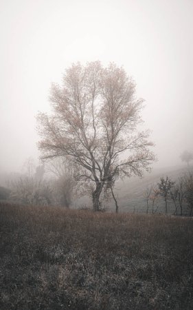 Téléchargez les photos : Matin brumeux à la campagne, paysage - en image libre de droit