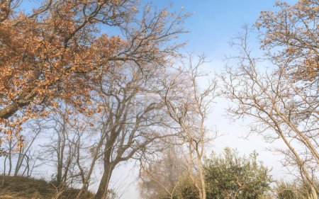Téléchargez les photos : Matin brumeux à la campagne, arbres - en image libre de droit