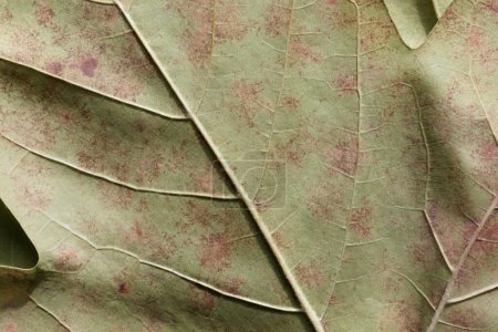Photo for Texture background of plane tree leaf, macro - Royalty Free Image