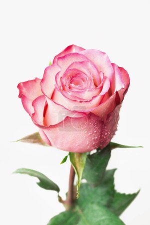 Photo for Beautiful fresh rose, isolated on white background - Royalty Free Image