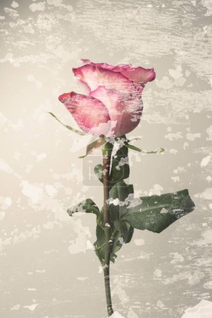 Photo for Isolated fresh pink rose, grunge background - Royalty Free Image