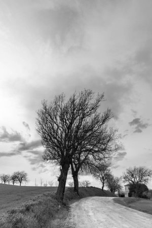 Téléchargez les photos : Arbres nus à la campagne, paysage noir et blanc - en image libre de droit