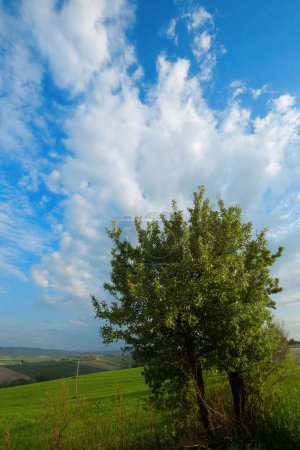 Photo for Beautiful rural landscape , tree in the fields and cloudy sky - Royalty Free Image