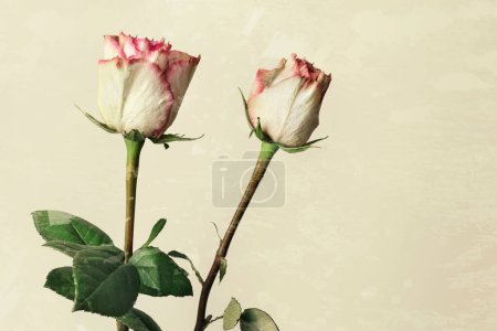 Téléchargez les photos : Belles roses roses fraîches, isolées sur fond de grunge - en image libre de droit