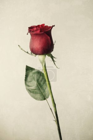 Foto de Hermosa rosa fresca, aislada sobre fondo grunge - Imagen libre de derechos